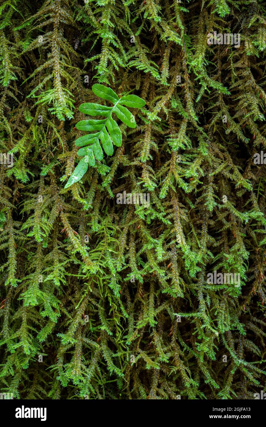 USA, Washington State, Silverdale. Licorice fern growing in Douglas' neckera moss. Credit as: Don Paulson / Jaynes Gallery / DanitaDelimont.com Stock Photo