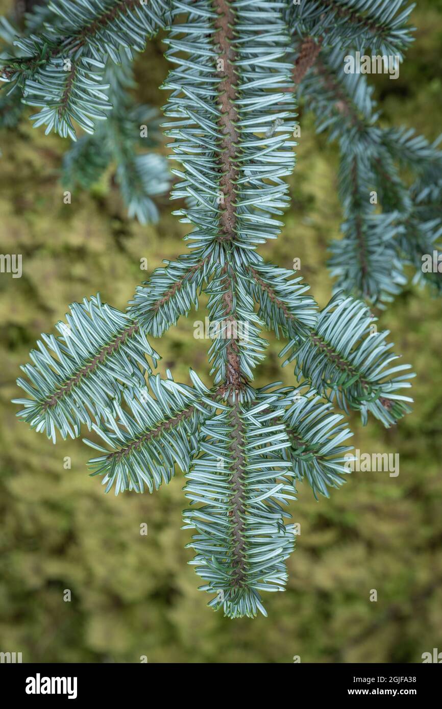 USA, Washington State, Olympic National Park. Grand fir branch. Stock Photo