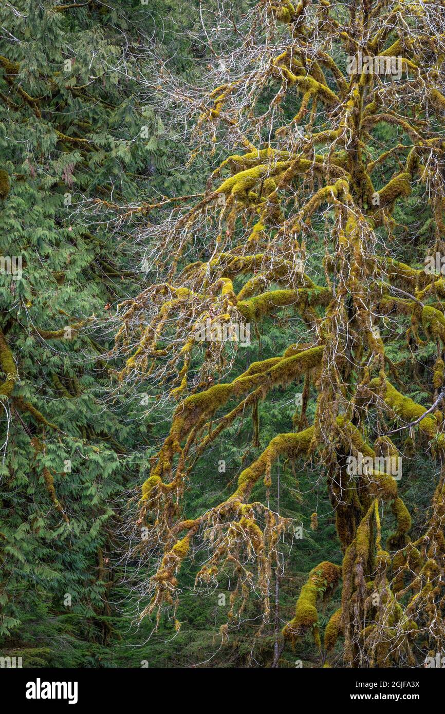 USA, Washington State, Olympic National Park. Mossy bigleaf maples and red cedar trees in winter. Stock Photo