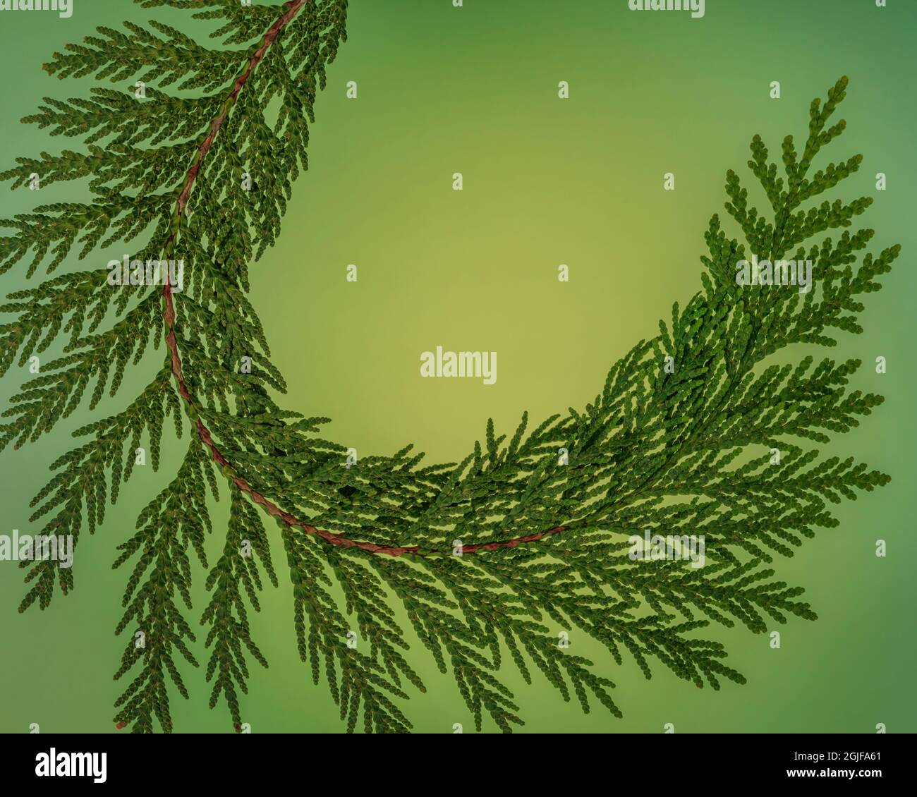 Western Redcedar Small Tree Seedling- The Jonsteen Company