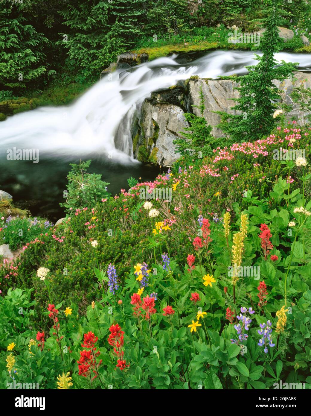 USA, Washington, Mt. Rainier National Park. Wildflowers and Paradise ...