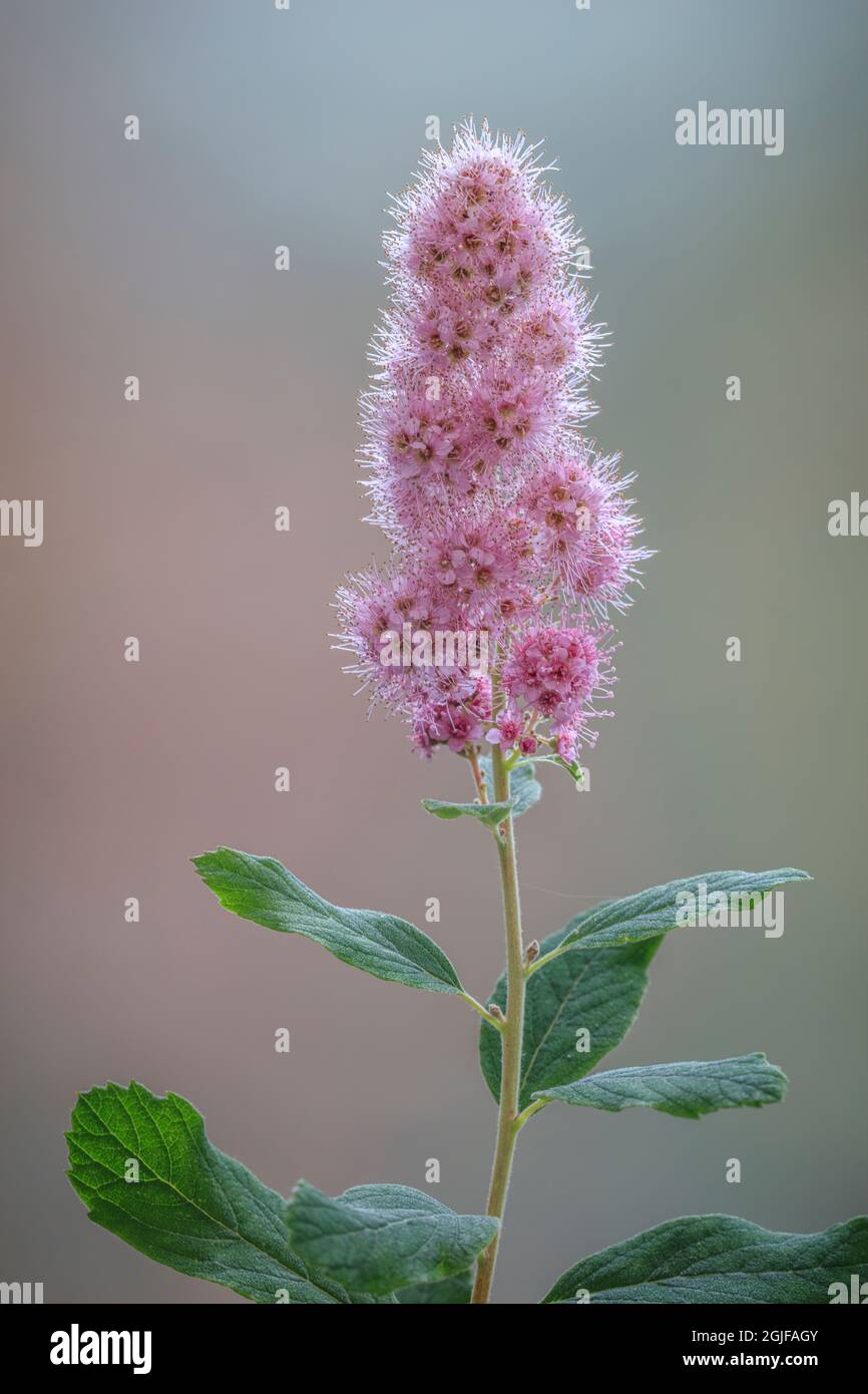 USA, Washington State, Seabeck. Spiraea shrub flowers. Stock Photo