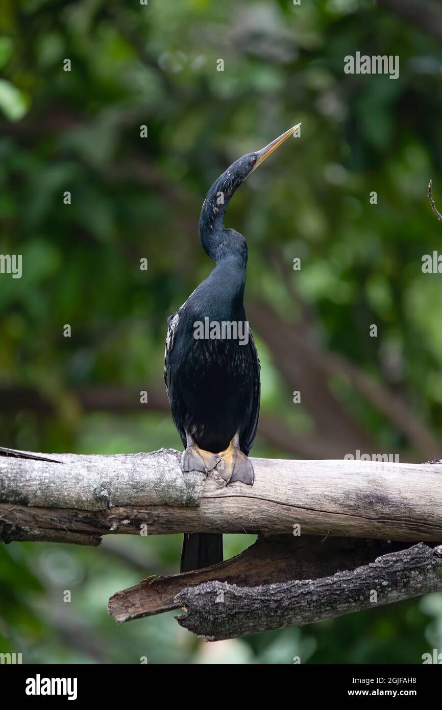 An Anhinga looks up at the sound of thunder in the Florida Everglades. Stock Photo