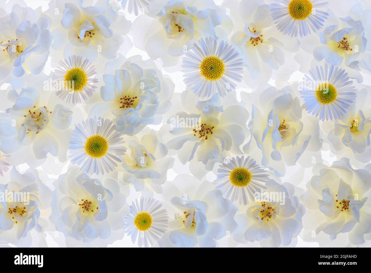 USA, Washington State, Seabeck. Montage of white roses and Santa Barbara daisies. Stock Photo