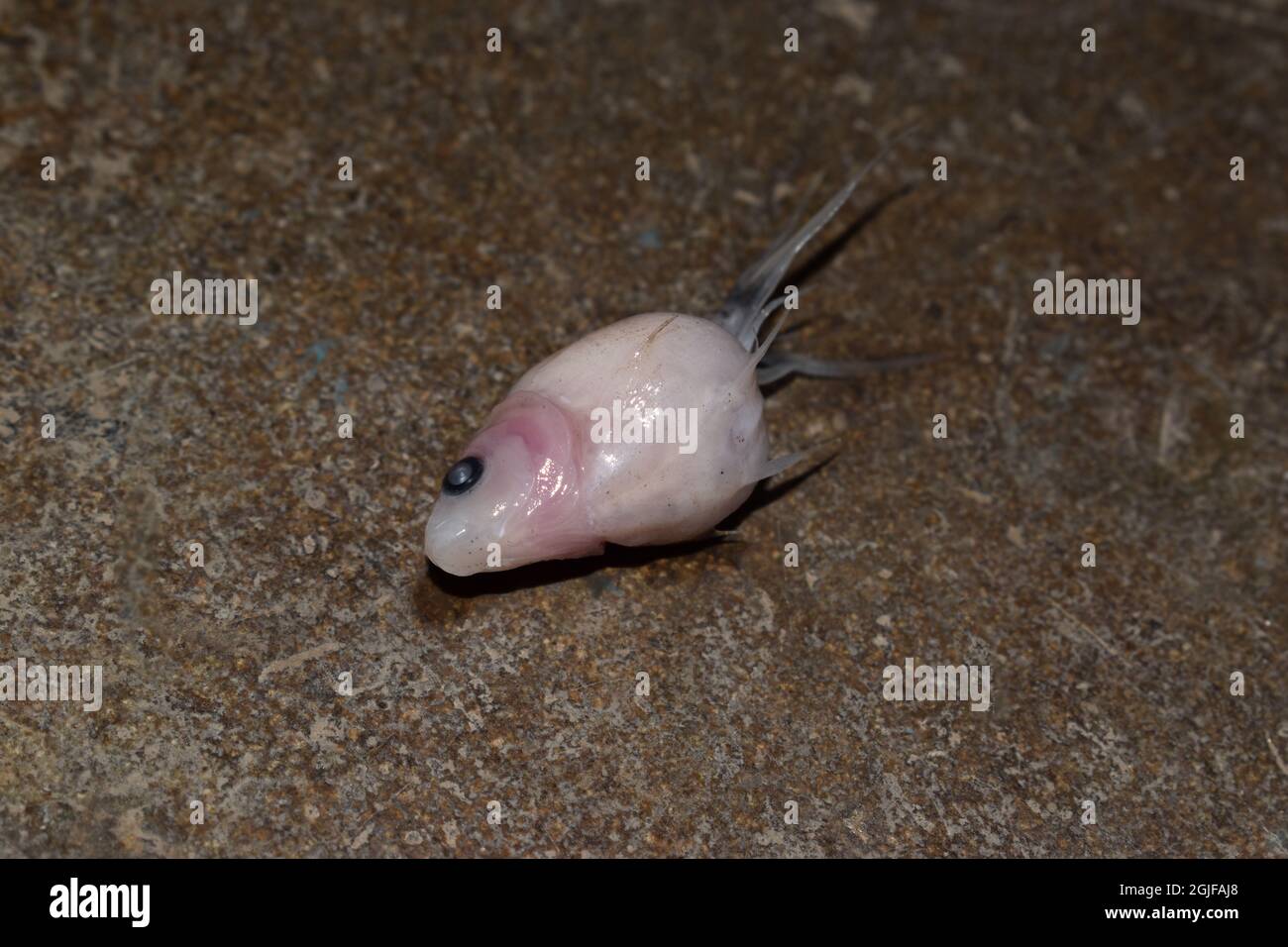 Baby pearl scale goldfish died due to swollen abdomen. Small aquarium