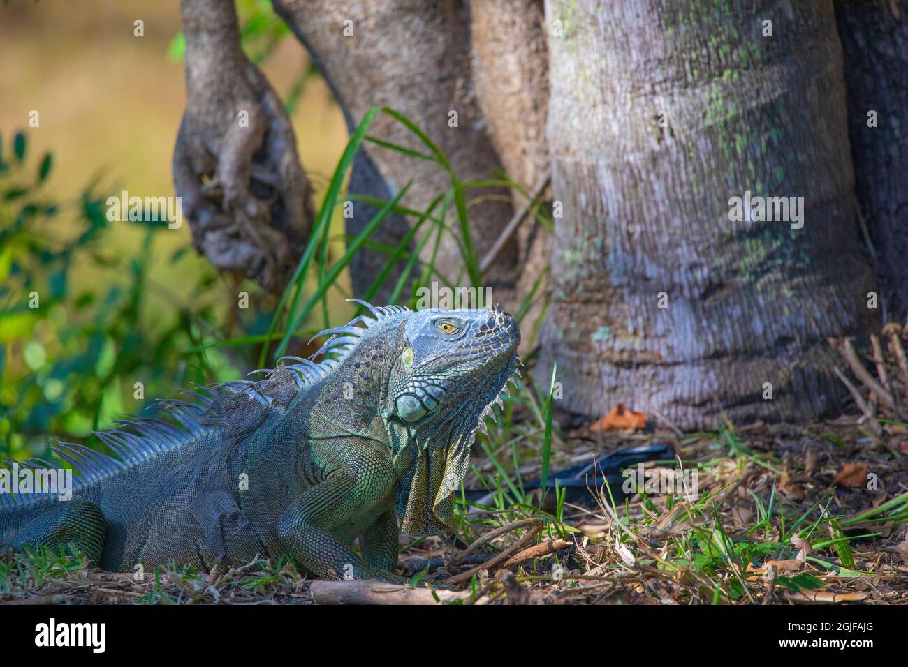 A big iguana gets ready to climb up a tree but stops to pose for a quick photo. Photographed in Fort Lauderdale, Florida. Stock Photo