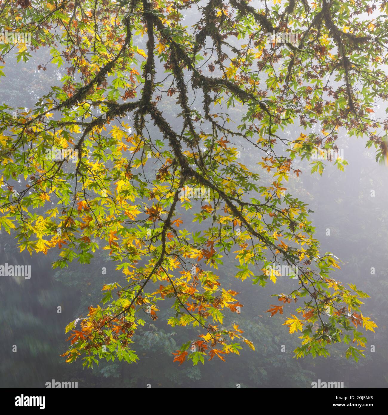 USA, Washington State, Seabeck. Bigleaf maple limbs and fog in Scenic ...