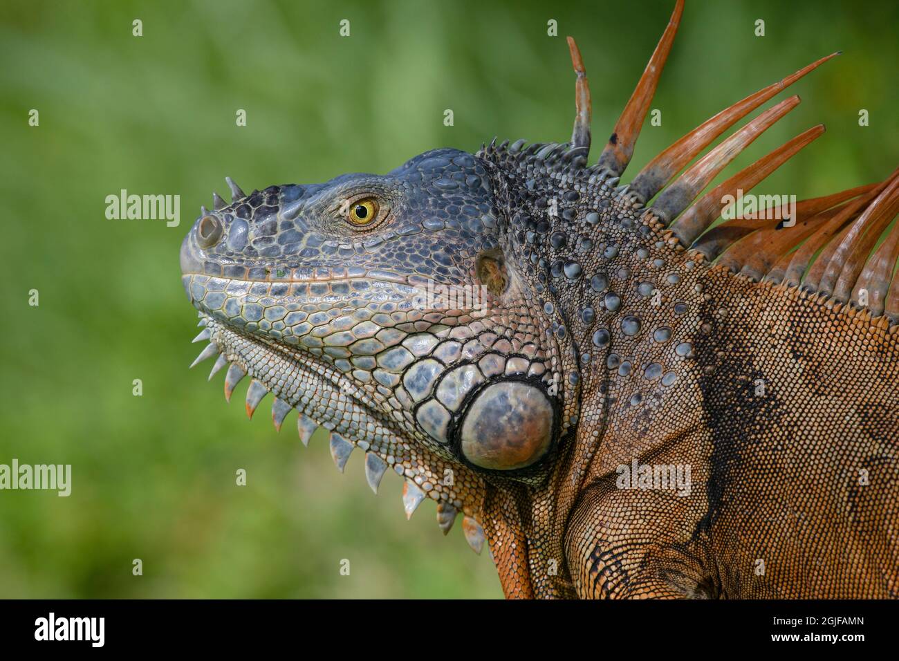 Green iguanas florida hi res stock - A Close Up Of A Large Male Iguana In A Wooded Area Of Fort Lauderdale Florida 2GJFAMN 
