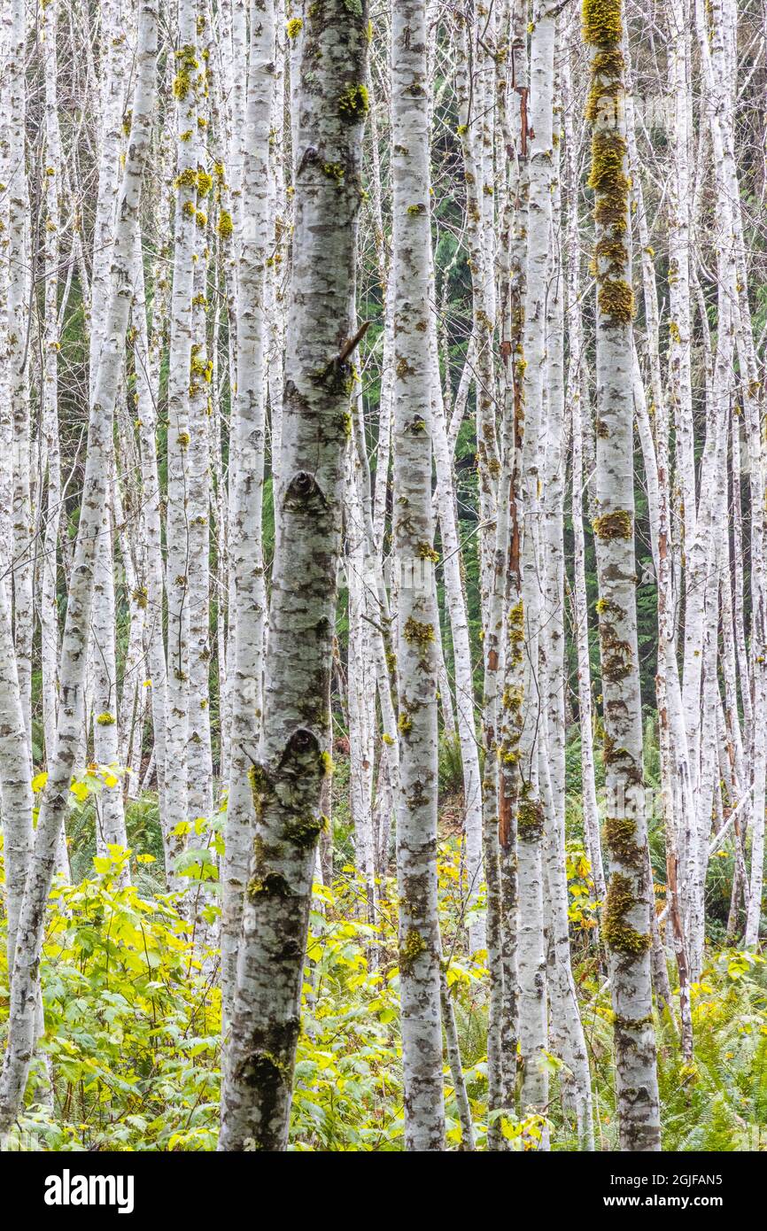 Grove of young alder trees Stock Photo Alamy