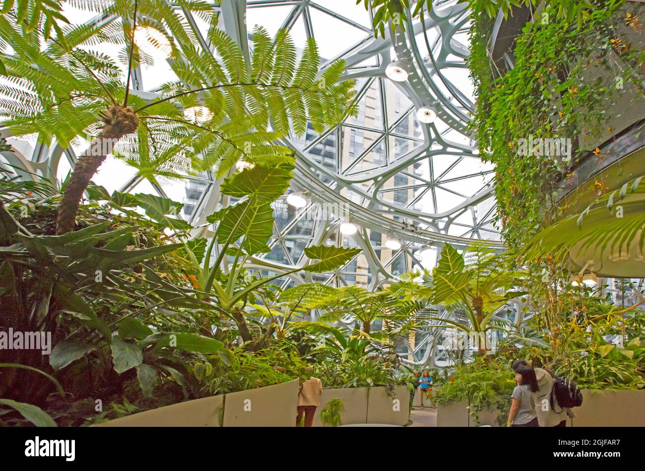 Usa Washington State Seattle A View From Inside Of The Amazon Spheres Editorial Use Only Stock Photo Alamy