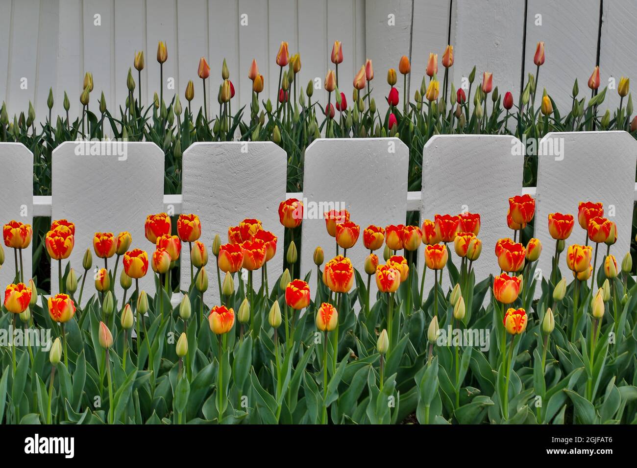 Spring tulip garden in full bloom along white fence, Skagit Valley