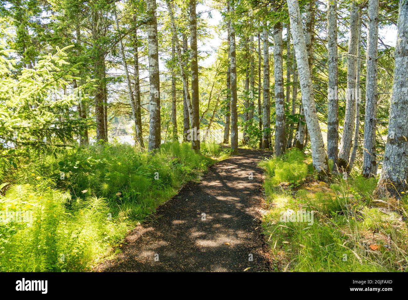 USA, Washington State, Megler. Path along the North Shore of the Columbia River. Fir, maple and red alder trees. Stock Photo