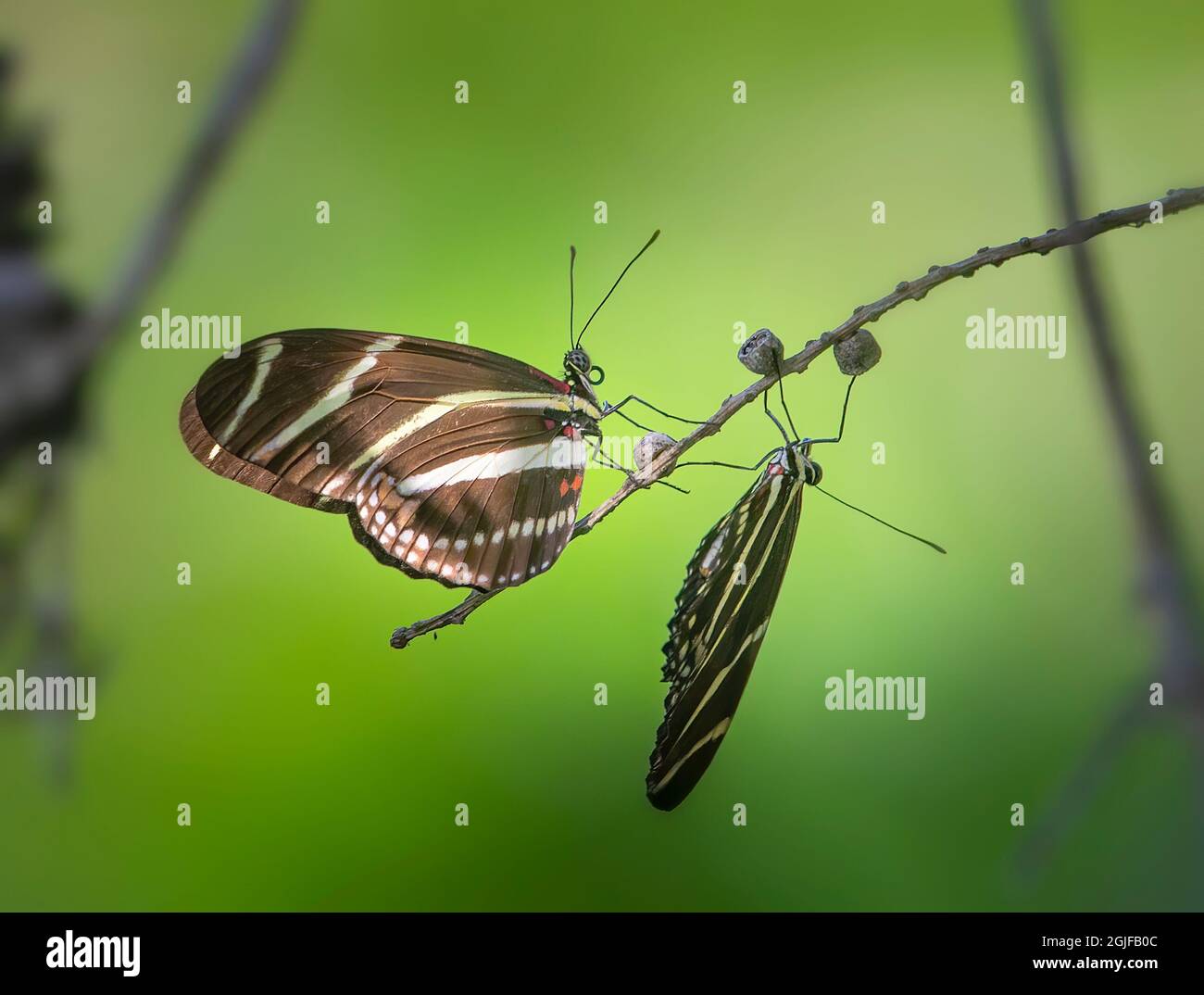 A pair of Zebra Longwing butterflies hang out on a twig in a garden in Florida. The Zebra Longwing is also the official State Butterfly of Florida. Stock Photo