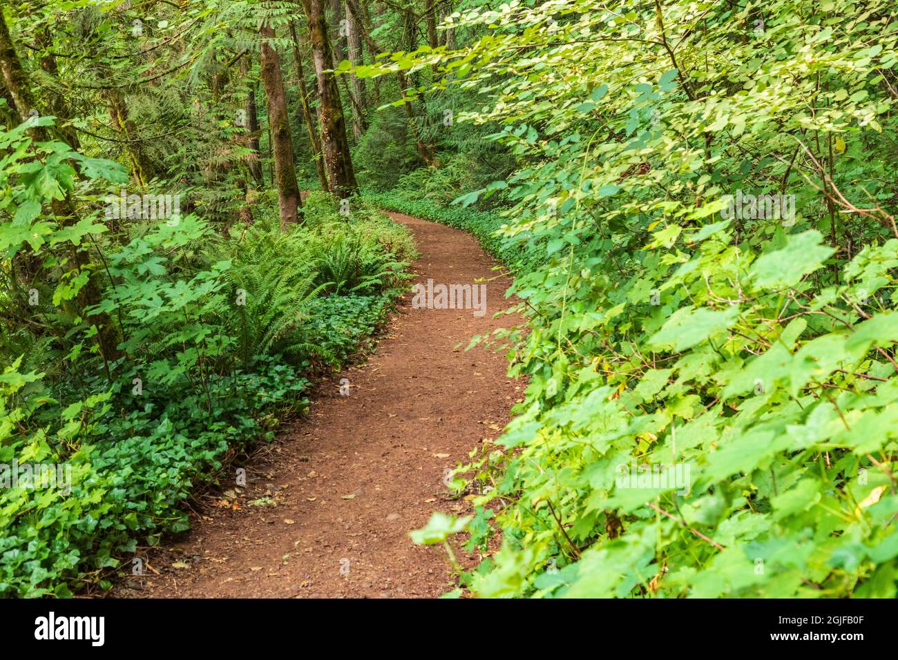 USA, Washington State, Battle Ground Lake State Park. Hiking trail
