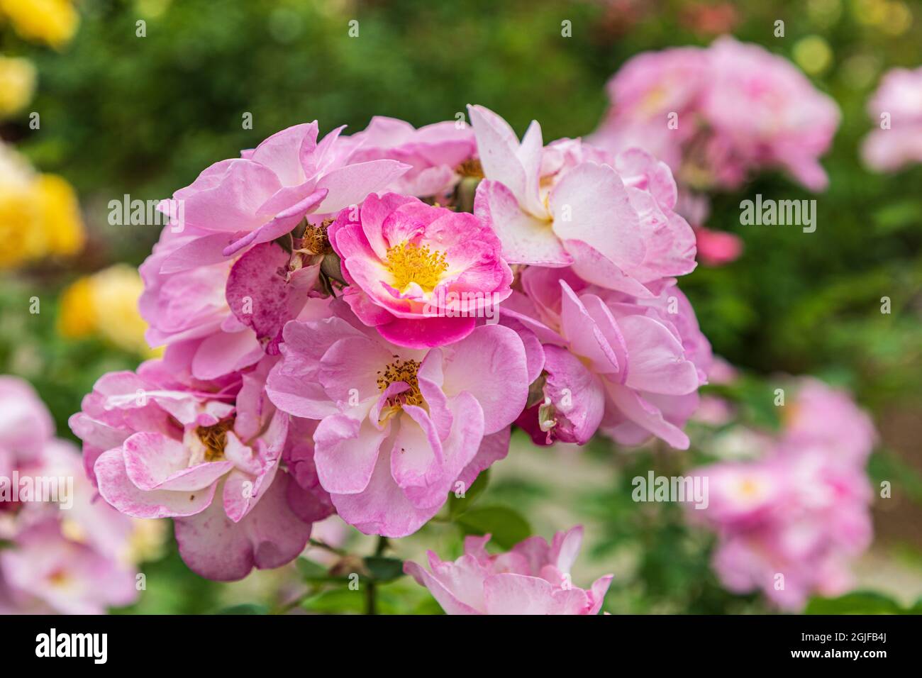 USA, Washington State, Vancouver. Roses in a garden in Vancouver