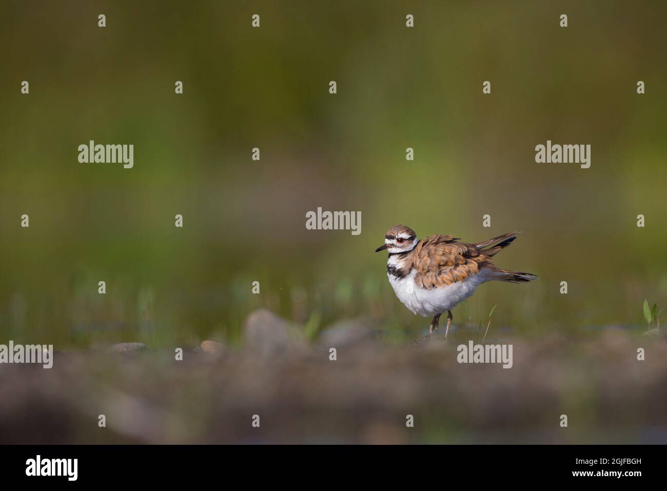 Ruffles feathers hi-res stock photography and images - Page 2 - Alamy
