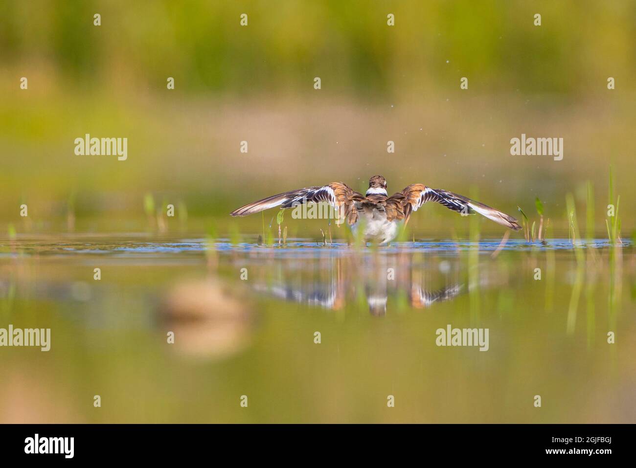 USA, Washington State. A Killdeer (Charadrius vociferus) stretches it wings on a pond. Redmond. Stock Photo