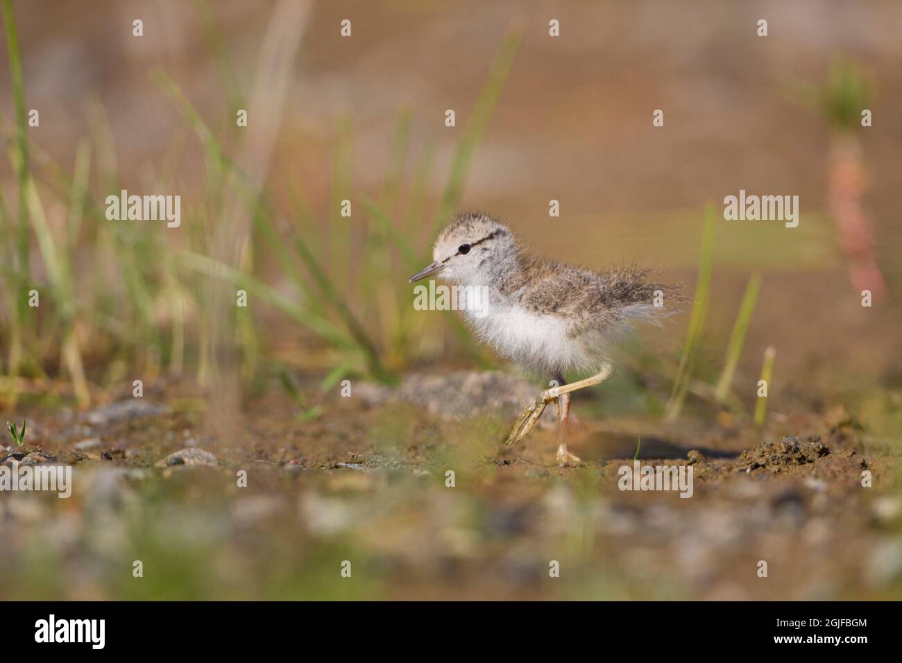 USA, Washington State. A Spotted Sandpiper (Actitis macularius) chick hunting insects. Redmond. Stock Photo
