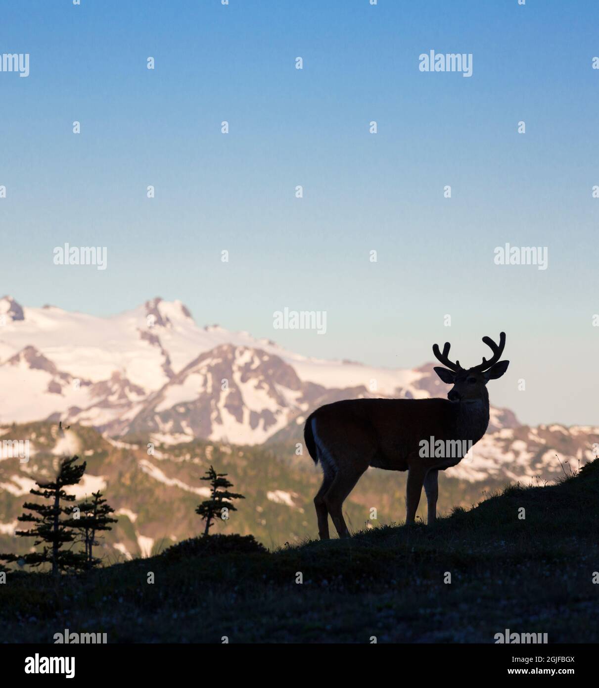 USA, Washington State. Olympic National Park. Silhouetted Black-tailed buck in velvet with Mt. Olympus in background. Stock Photo