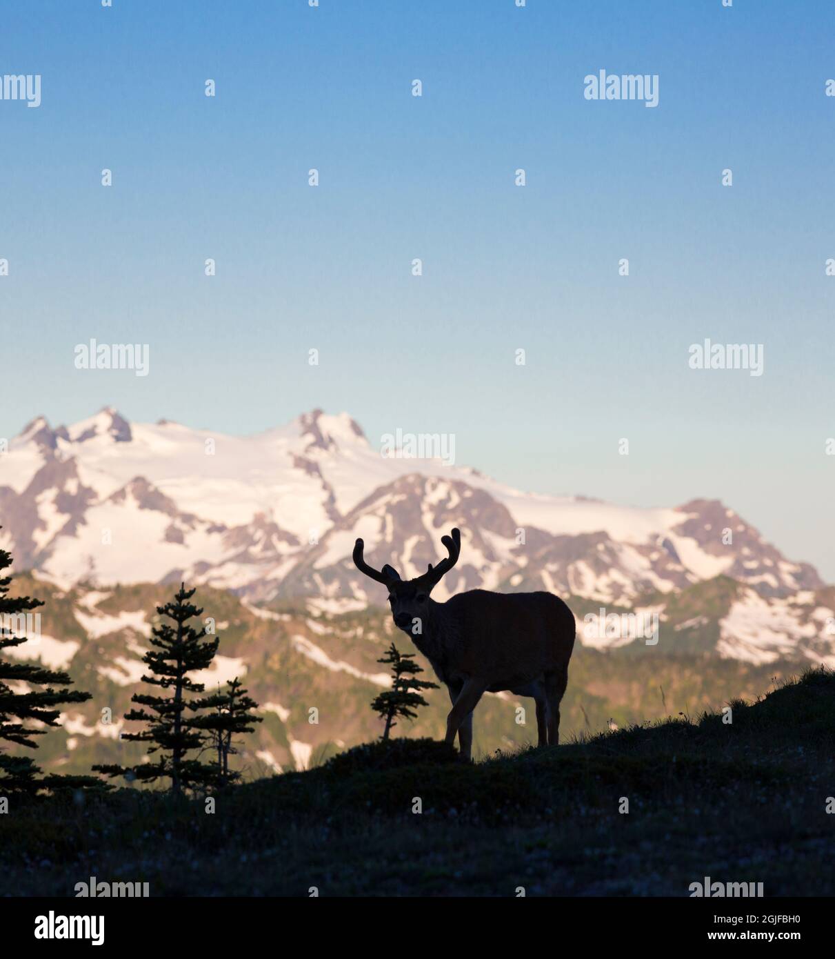 USA, Washington State. Olympic National Park. Silhouetted Black-tailed buck in velvet with Mt. Olympus in background. Stock Photo