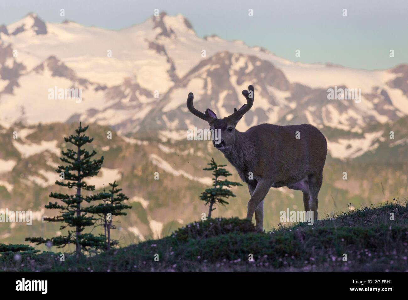 USA, Washington State. Olympic National Park. Black-tailed buck in velvet with Mt. Olympus in background. Stock Photo