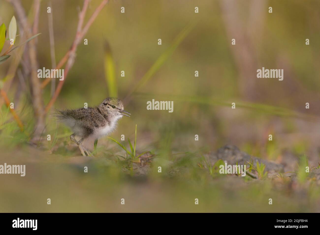 USA, Washington State. A Spotted Sandpiper (Actitis macularius) chick hunts for insects. Redmond. Stock Photo