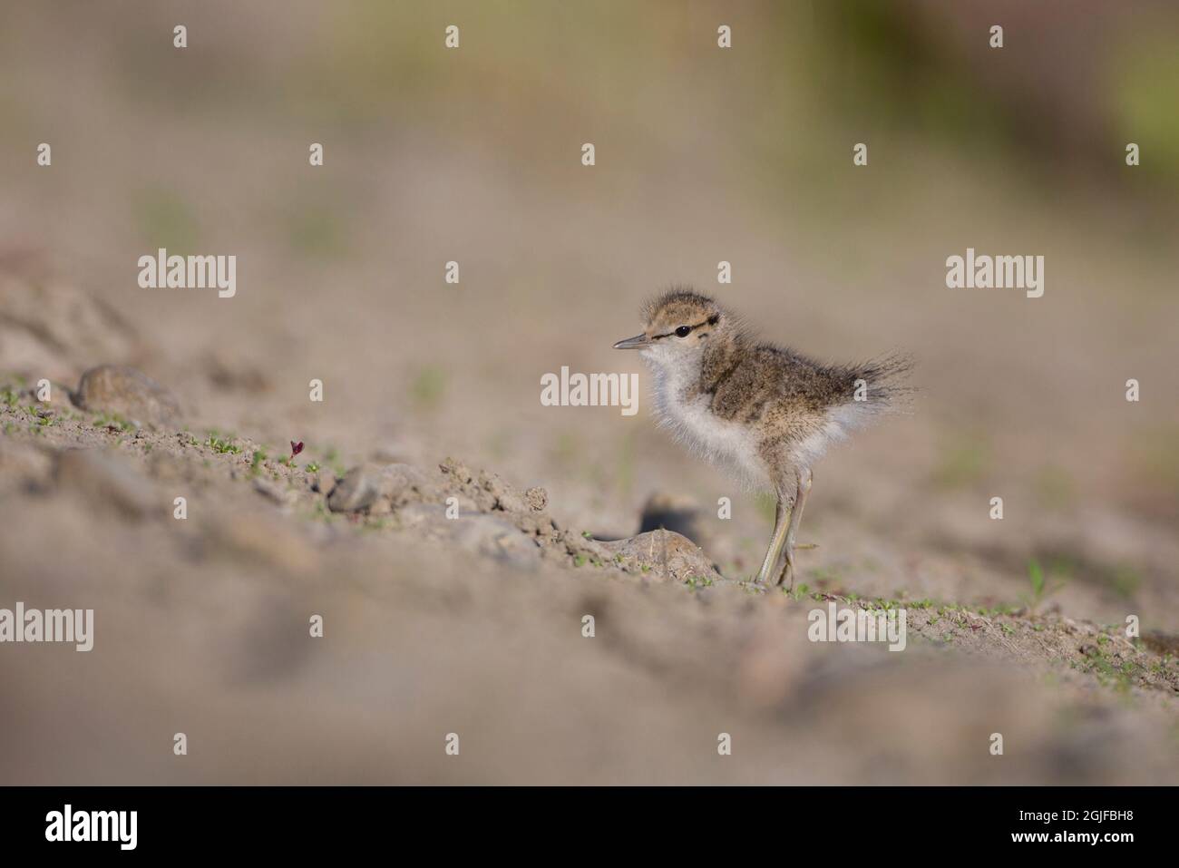 USA, Washington State. A Spotted Sandpiper (Actitis macularius) chick hunts for insects. Redmond. Stock Photo
