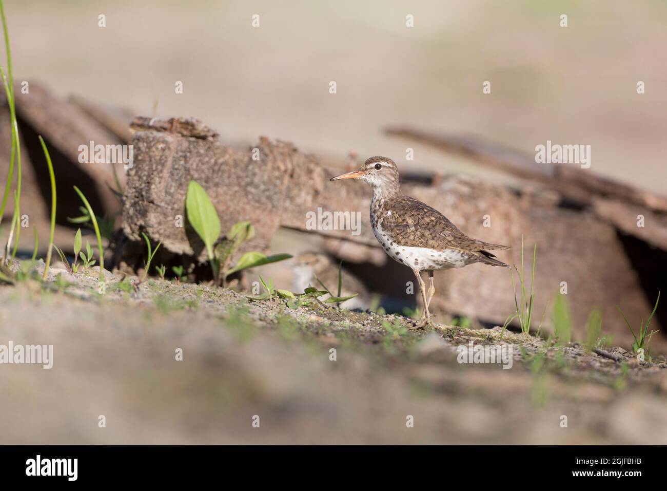 USA, Washington State. A Spotted Sandpiper (Actitis macularius) adult stands guard near a hiding chick. Redmond. Stock Photo