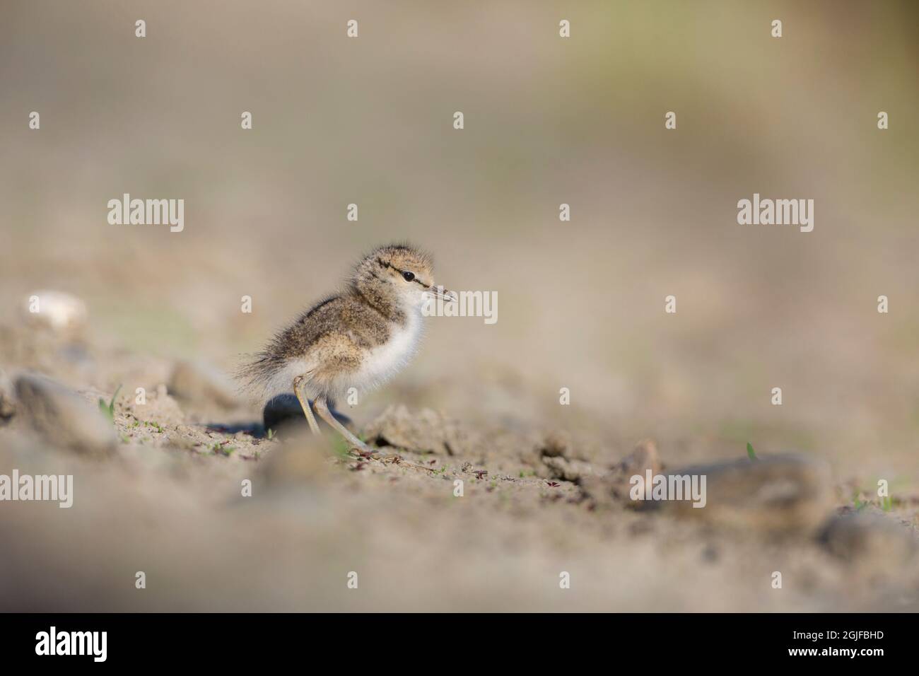 USA, Washington State. A Spotted Sandpiper (Actitis macularius) chick hunts for insects (with a spider on its bill). Redmond. Stock Photo