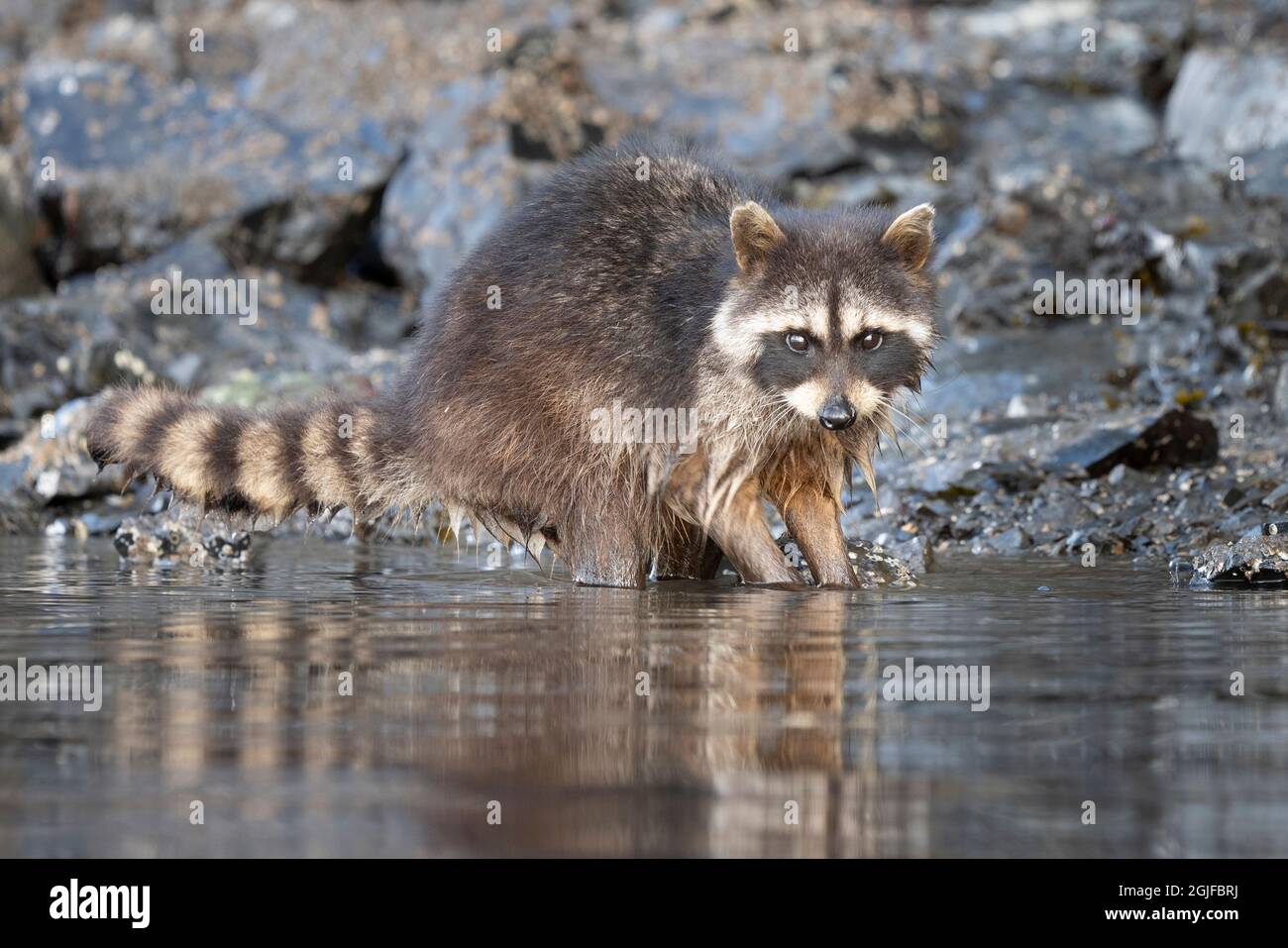 USA, Washington State. Raccoon (Procyon lotor) forages in the ...