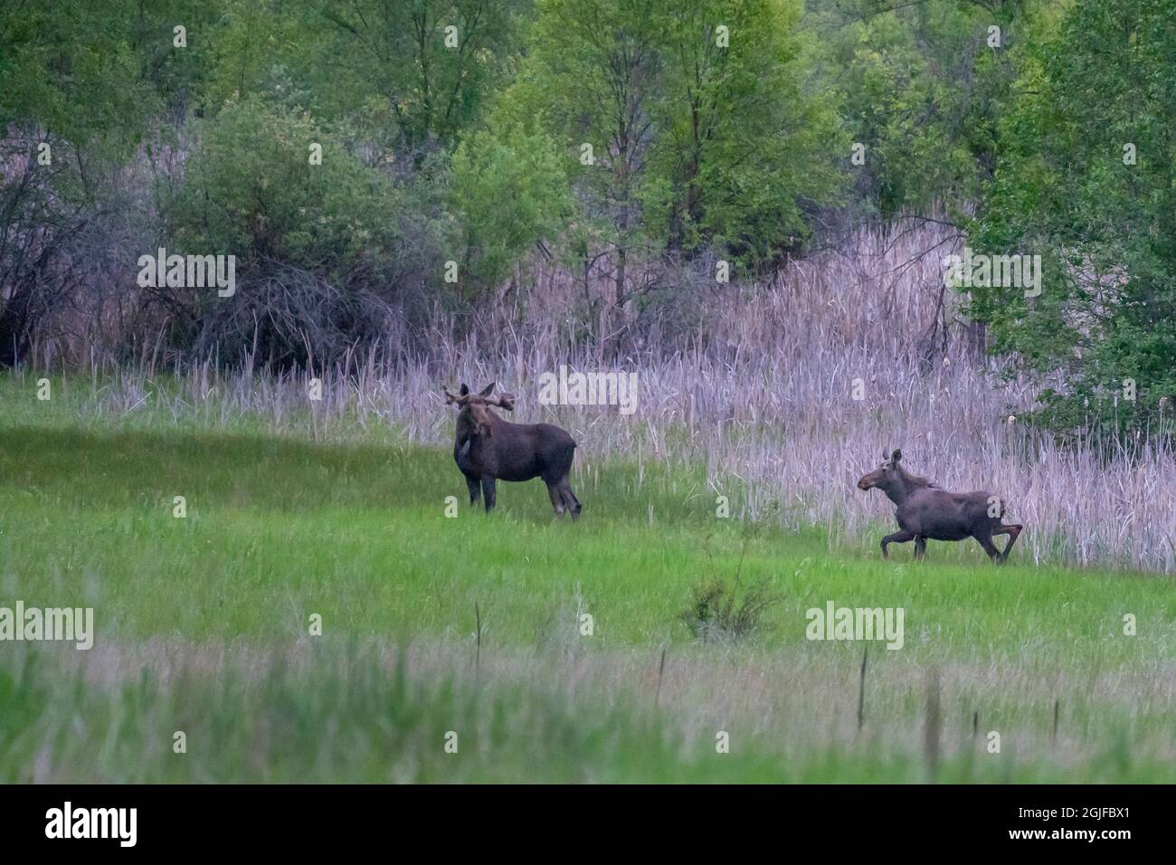 USA, Washington State. Young male and female moose (Alces alces) cross a meadow in the