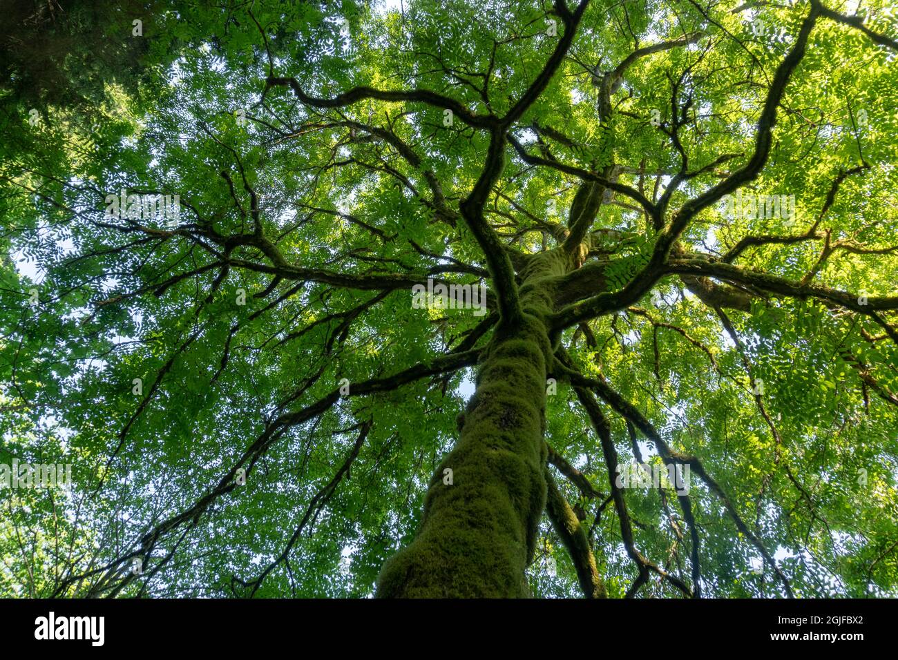 USA, Washington State. Mosscovered tree at Guillemot Cove, Kitsap