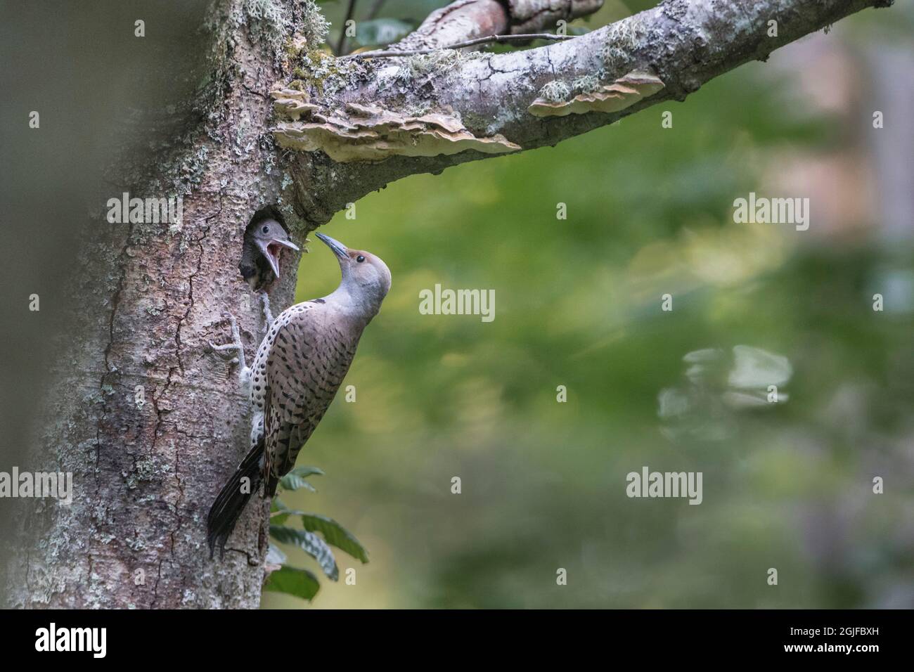 USA, Washington State. A Northern Flicker (Colaptes auratus) female at nest hole feeds a growing chick. Kirkland. Stock Photo