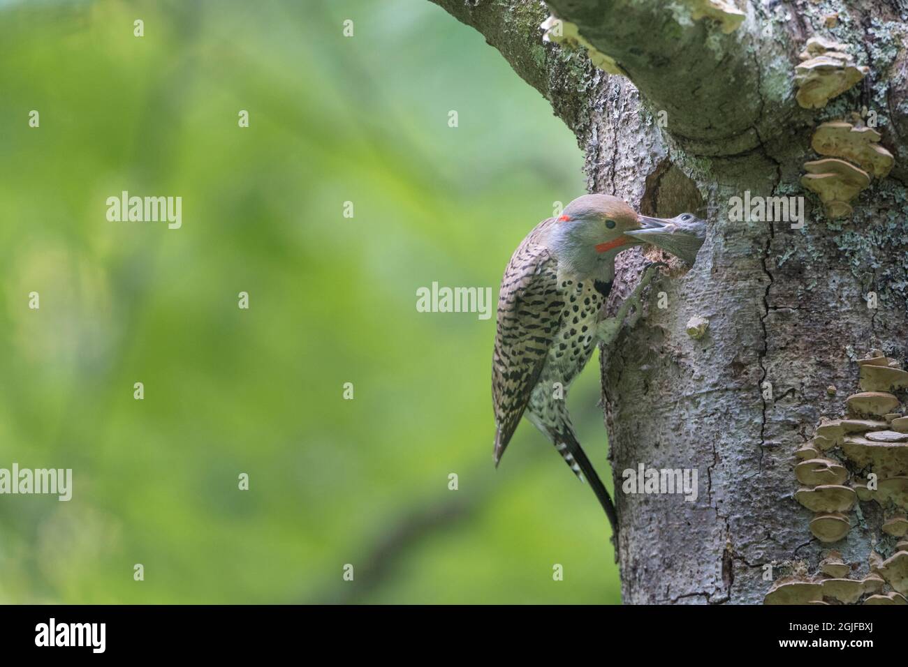 USA, Washington State. A Northern Flicker (Colaptes auratus) male at nest hole feeds a growing chick. Kirkland. Stock Photo