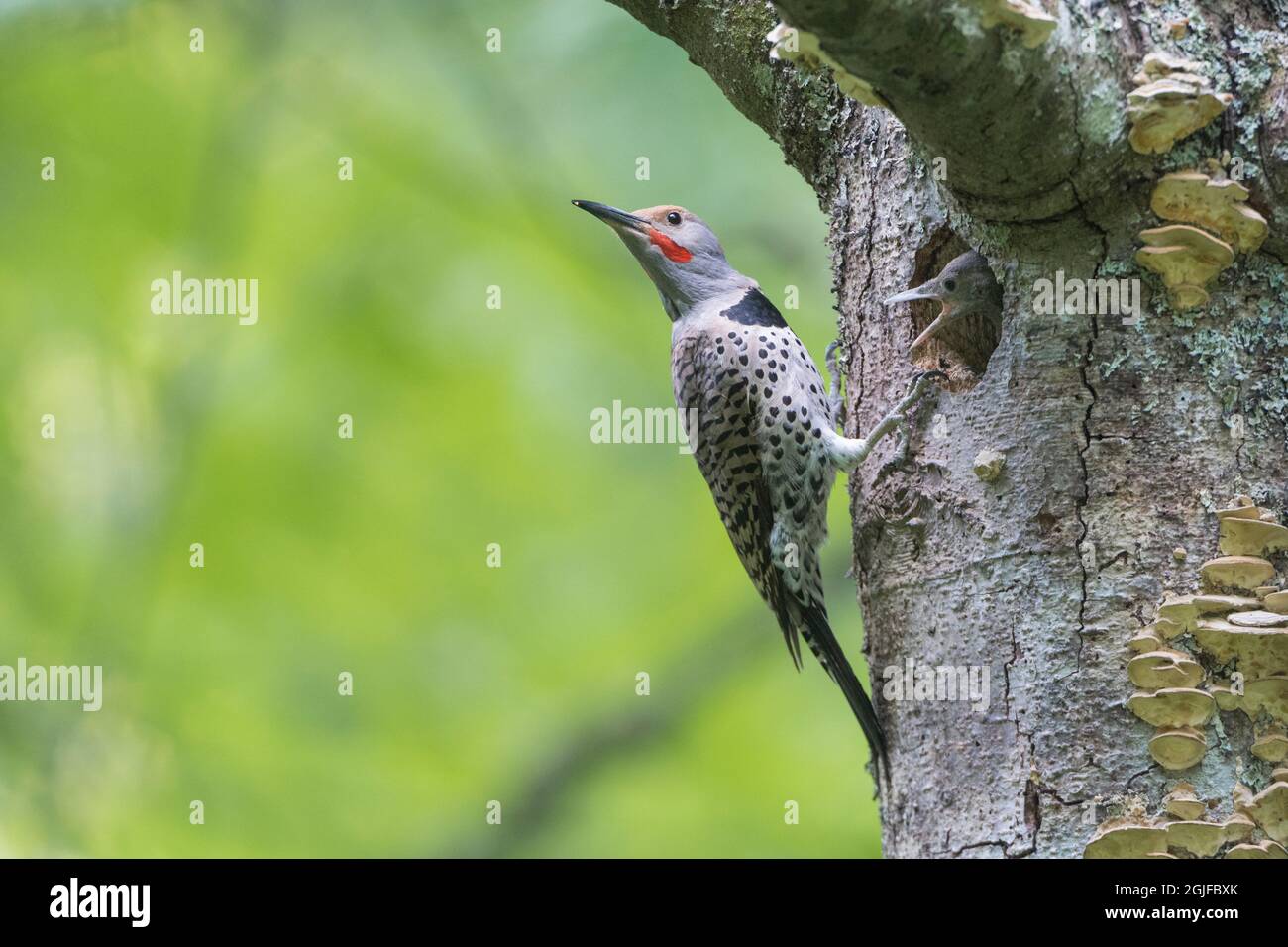 USA, Washington State. A Northern Flicker (Colaptes auratus) male at nest hole while chick begs for food. Kirkland. Stock Photo