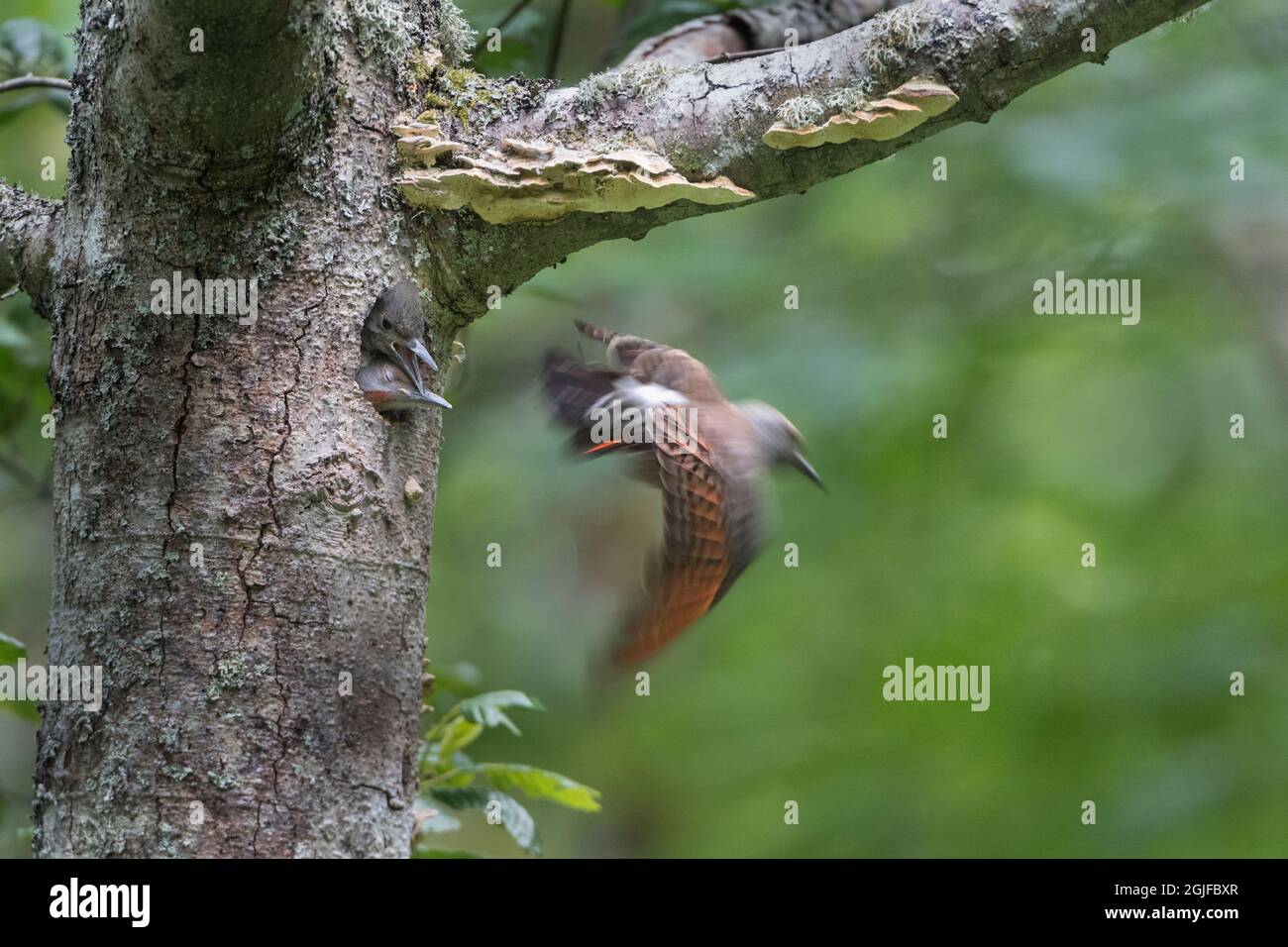 USA, Washington State. A Northern Flicker (Colaptes auratus) male leaves nest hole while chick begs. Kirkland. Stock Photo
