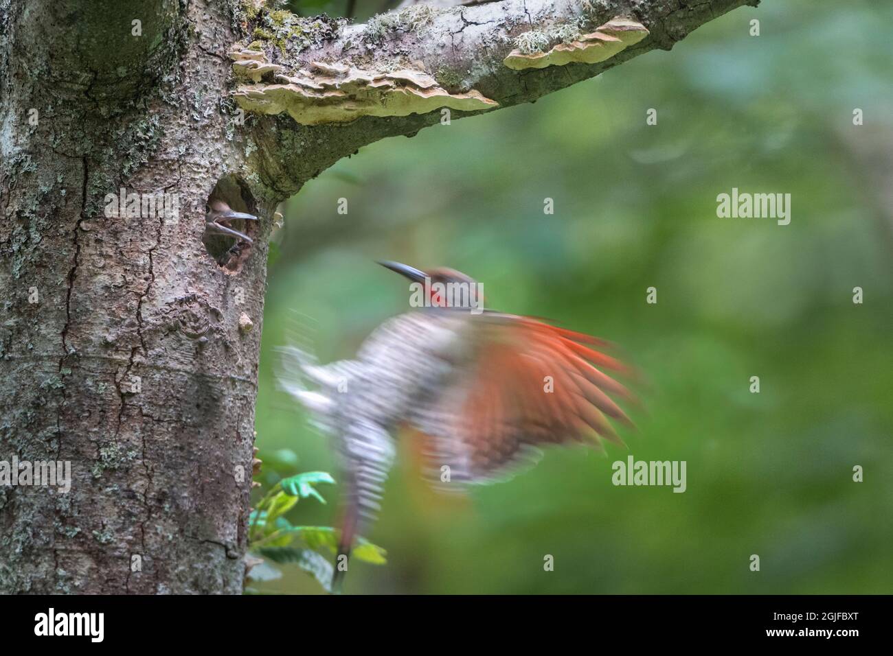 USA, Washington State. A Northern Flicker (Colaptes auratus) male arrives at nest hole with begging chick. Kirkland. Stock Photo
