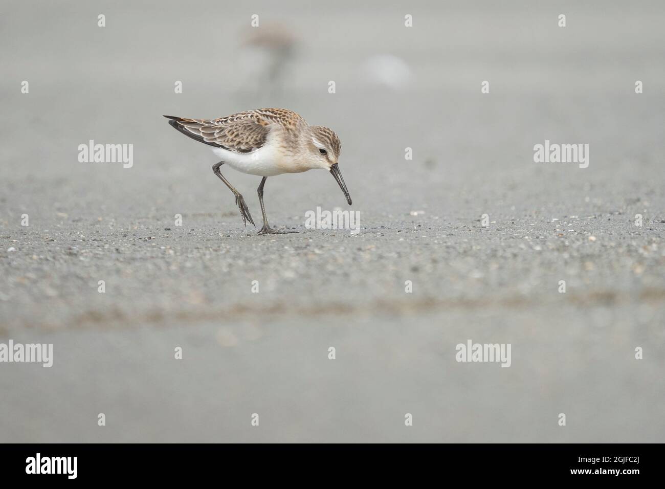 USA, Washington State. A Western Sandpiper (Calidris mauri) forages on a beach during fall migration. Makah Bay. Stock Photo