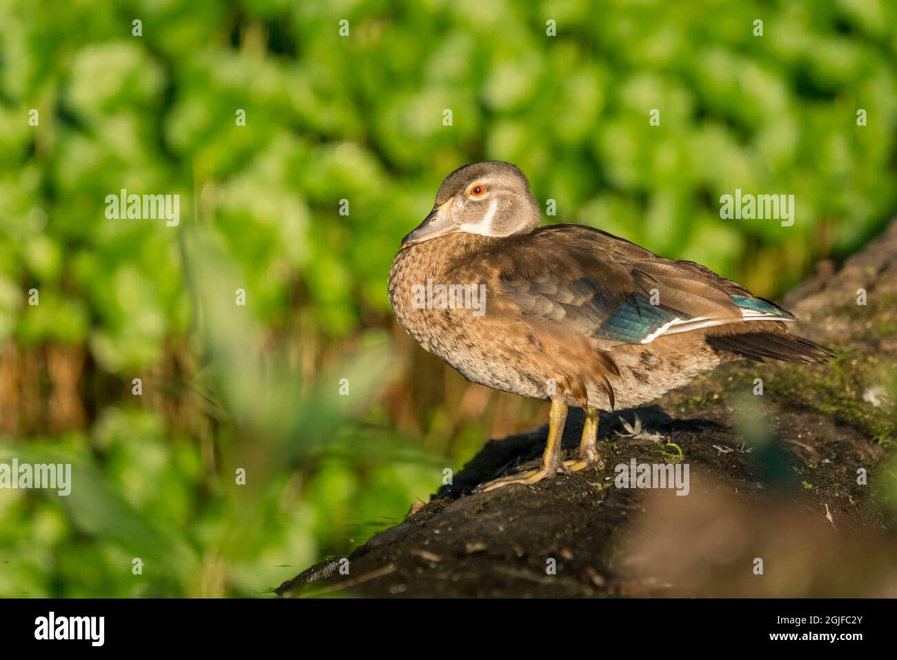 USA, Washington State. Juvenile male Wood Duck (Aix sponsa) roost on a