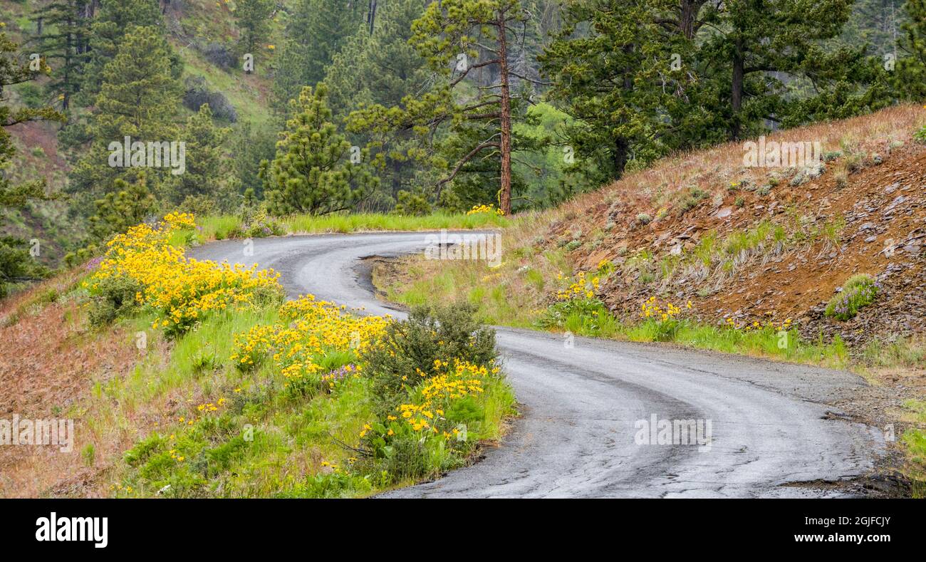 Forest with wildflowers hi-res stock photography and images - Alamy