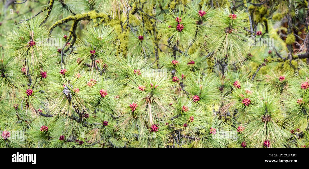Close-up of pink pine cone buds of the Ponderosa Pine tree Stock Photo