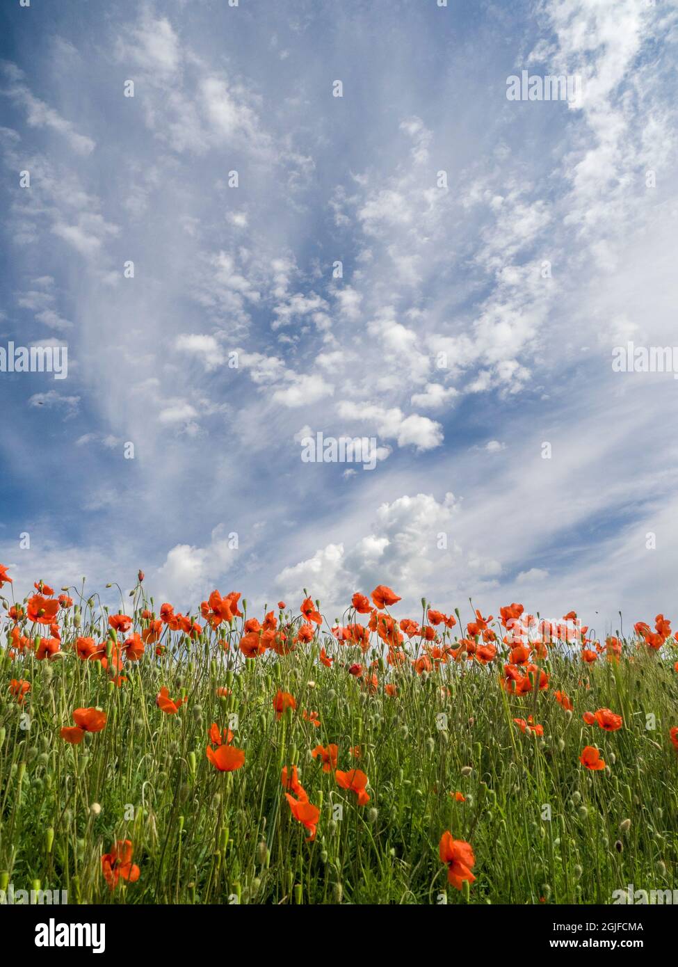 Field of orange poppies below dramatic clouds and blue sky Stock Photo ...