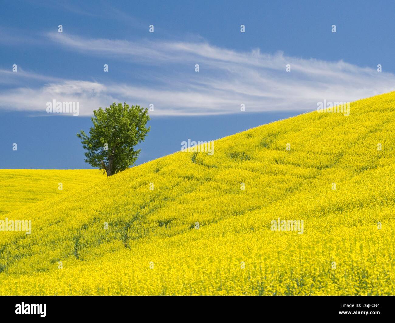 Palouse blooming canola hi-res stock photography and images - Alamy