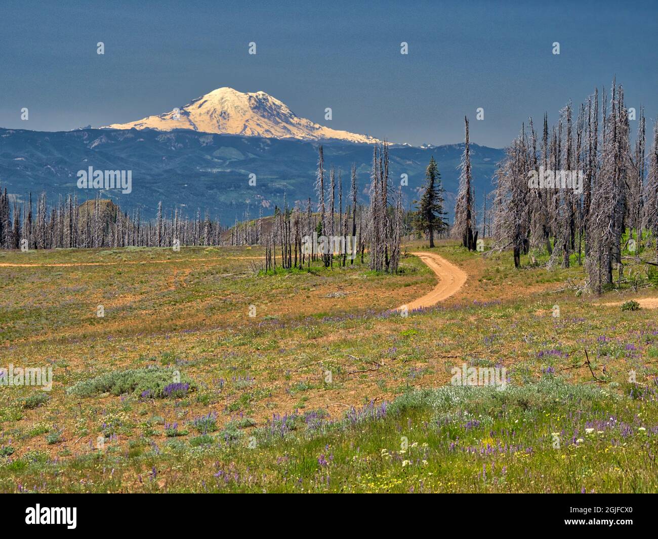 Table Mountain Road with wildflowers, burn area and view of Mt. Rainier ...