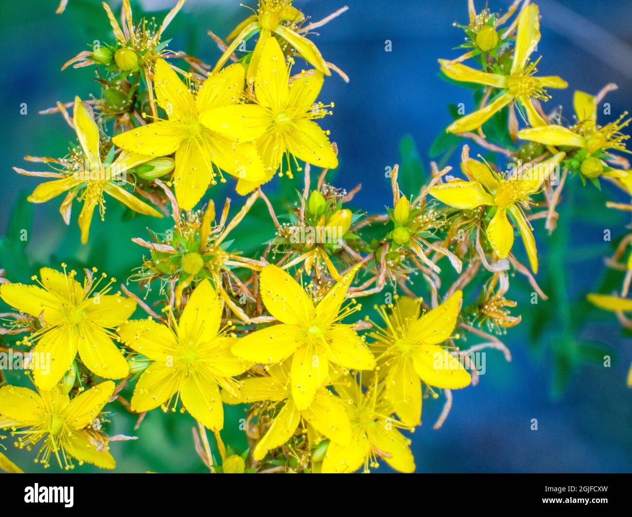 Close-up of the wildflower, St. John's worts, genus Hypericum found in the forest. Stock Photo