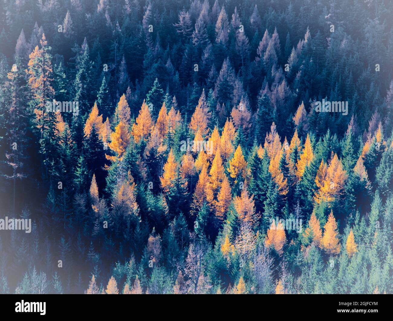 Light shinning on the Western Larch trees in the forest. Stock Photo