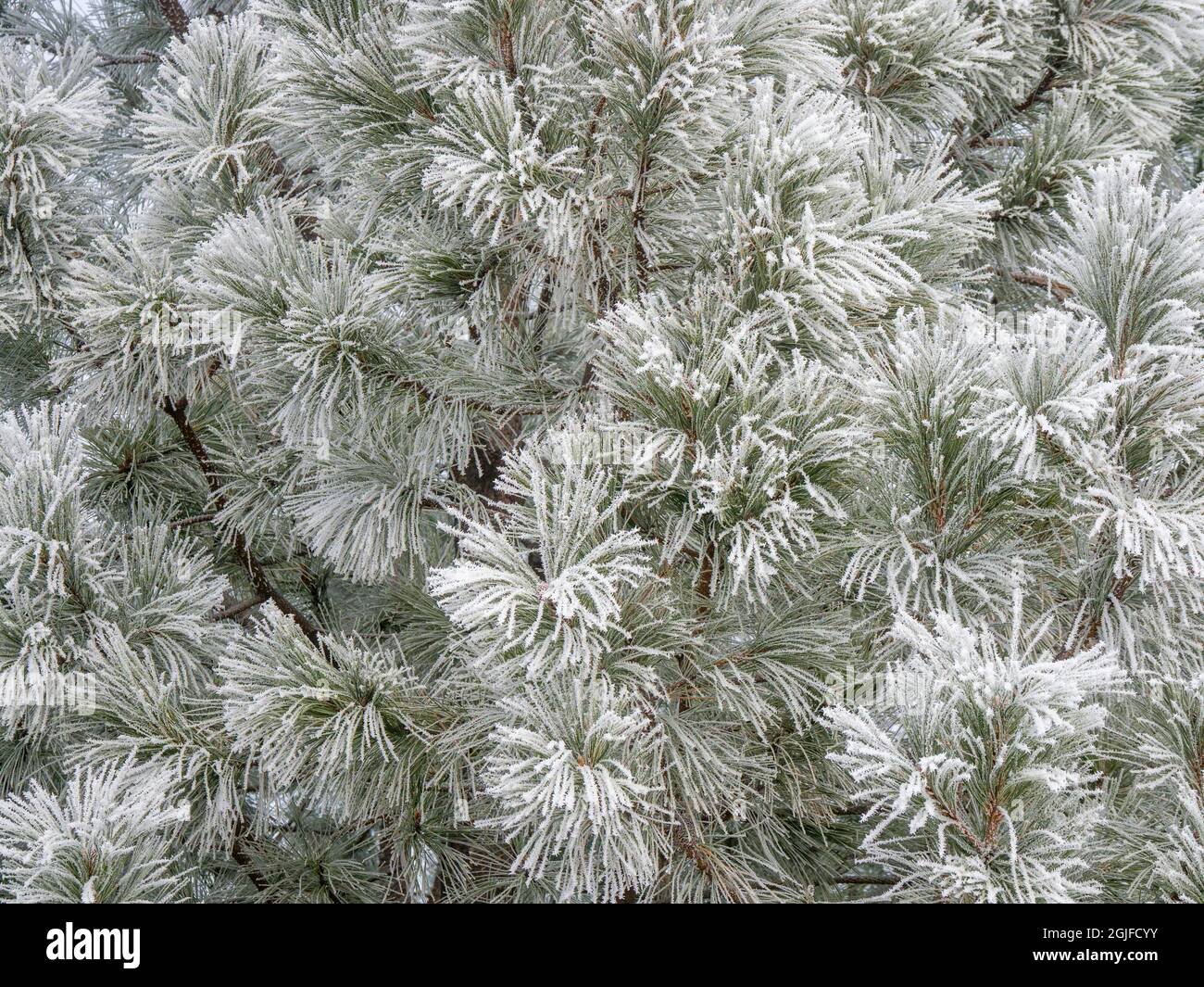 Close-up of snow covered Ponderosa pine trees, Pinus Ponderosa, in winter. Stock Photo