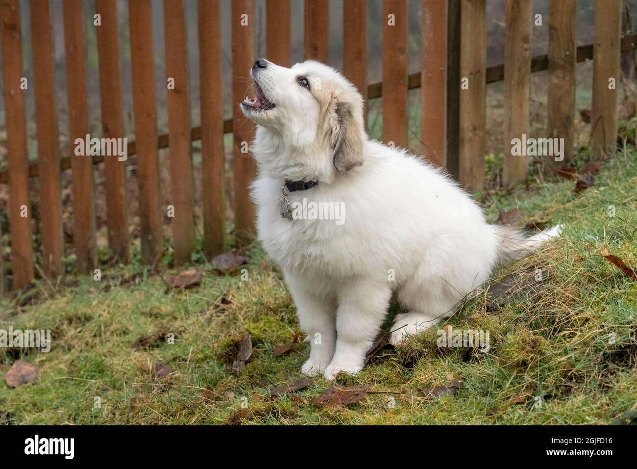 Ten old Great Pyrenees puppy sitting by a fence barking. (PR Stock Photo - Alamy