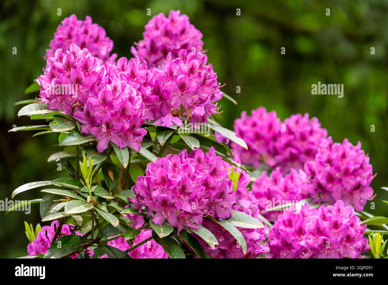 Issaquah, Washington, USA. Pink Rhododendron in bloom. Stock Photo