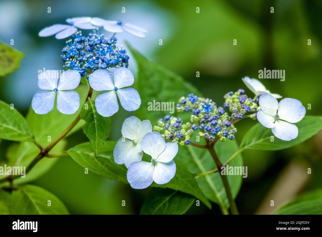Issaquah, Washington, USA. Bluebird Hydrangea bush. Stock Photo
